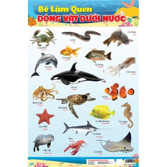 Bé làm quen động vật dưới nước 